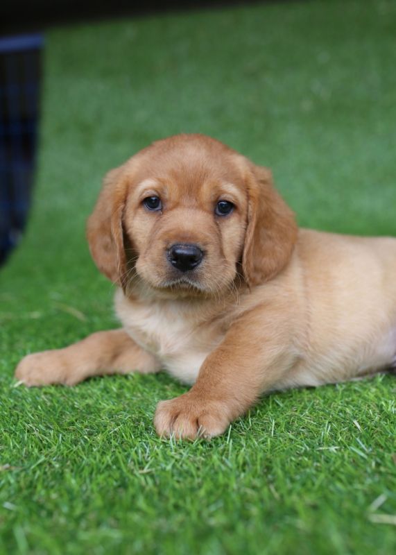 Cavador Puppies for Sale | Banksia Park Puppies