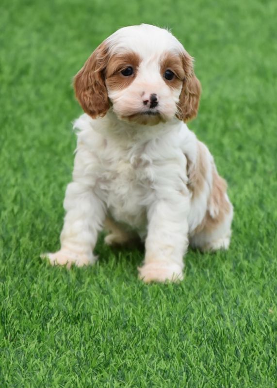 Cavoodle Puppies for Sale | Banksia Park Puppies