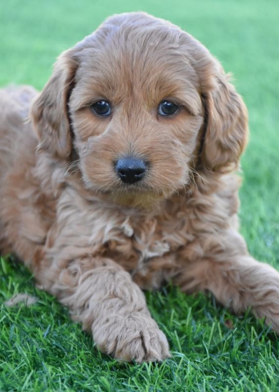 Spoodle Puppies for Sale | Banksia Park Puppies