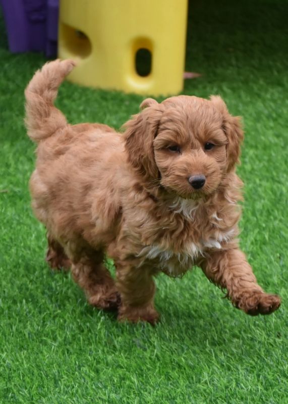 Spoodle Puppies for Sale | Banksia Park Puppies