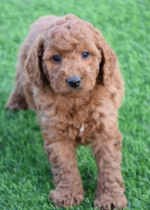 Spoodle Puppies for Sale | Banksia Park Puppies