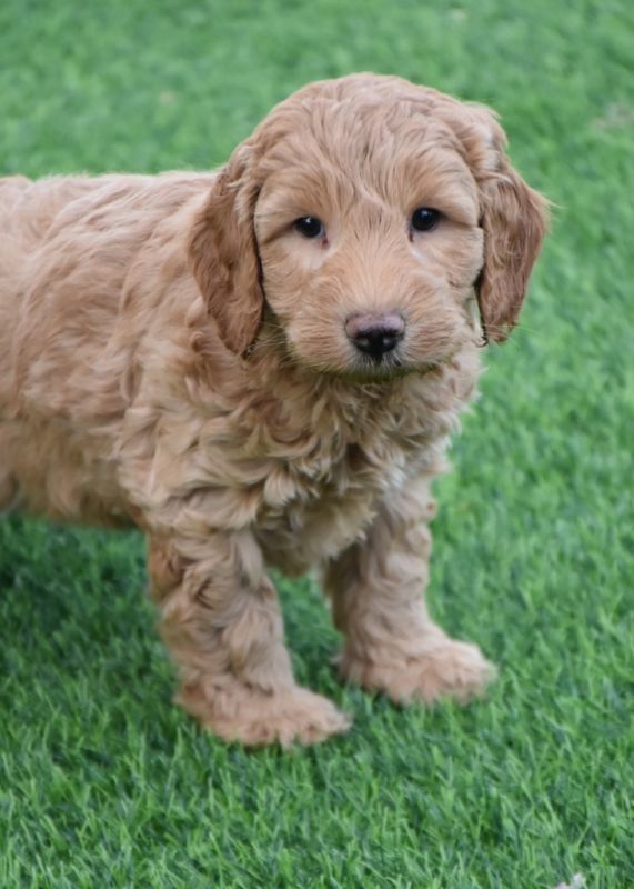 Spoodle Puppies for Sale | Banksia Park Puppies