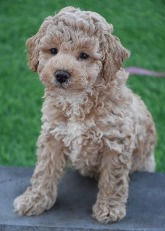 Spoodle Puppies for Sale | Banksia Park Puppies