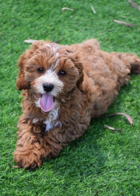 Cavoodle Puppies for Sale | Banksia Park Puppies