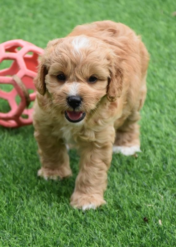 Cavoodle Puppies for Sale | Banksia Park Puppies