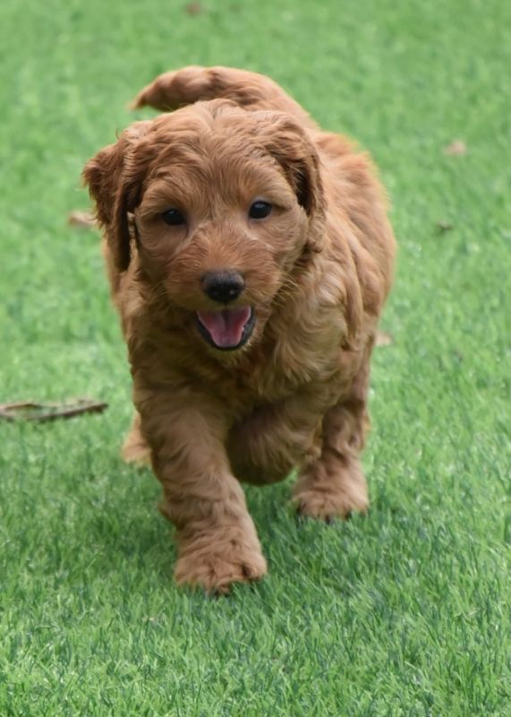 Spoodle Puppies for Sale | Banksia Park Puppies