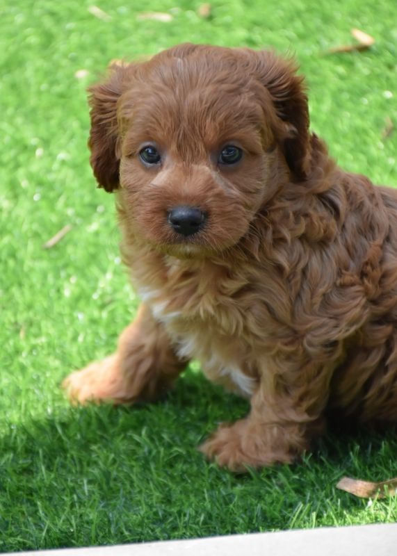 Cavoodle Puppies for Sale | Banksia Park Puppies