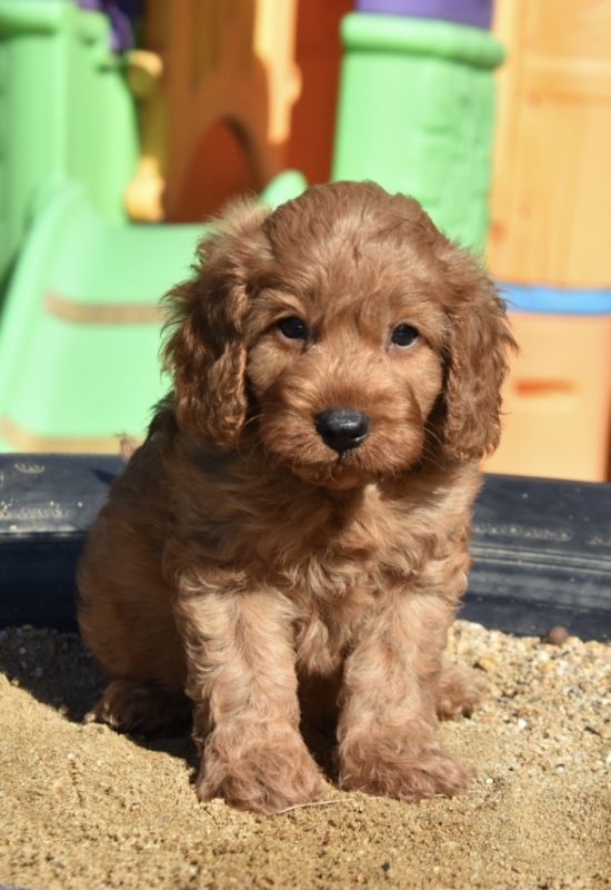 Cavoodle Puppies for Sale | Banksia Park Puppies