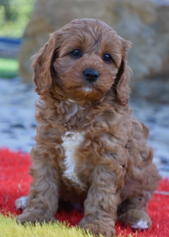 Cavoodle Puppies for Sale | Banksia Park Puppies