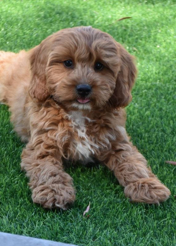 Cavoodle Puppies for Sale | Banksia Park Puppies