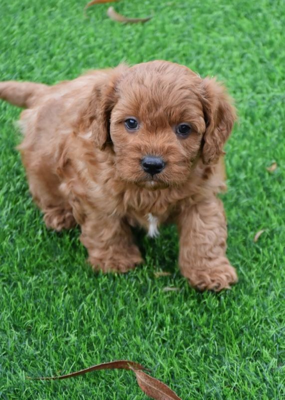 Cavoodle Puppies for Sale | Banksia Park Puppies