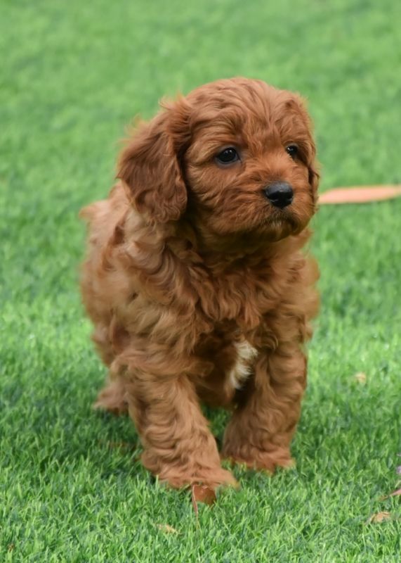 Cavoodle Puppies For Sale 