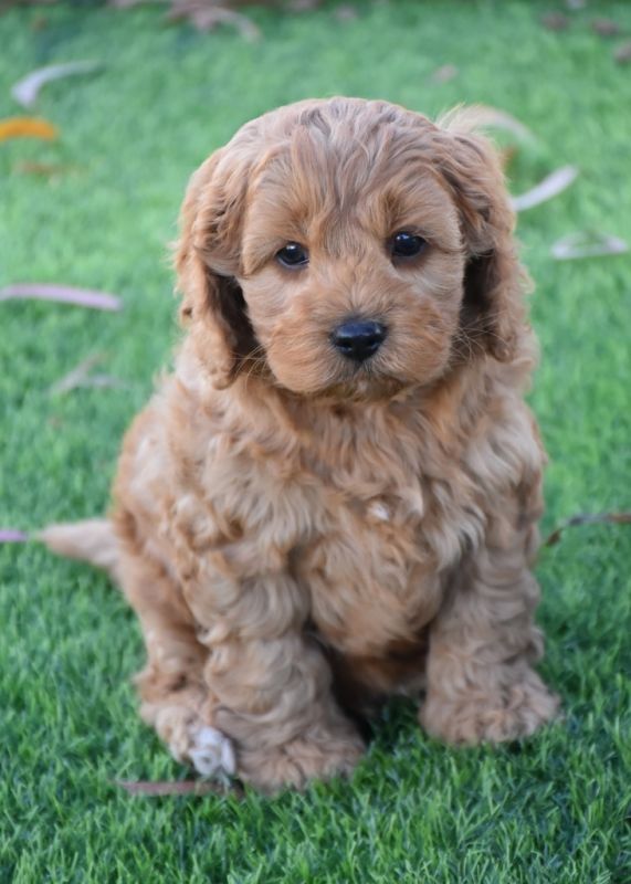 Cavoodle Puppies for Sale | Banksia Park Puppies