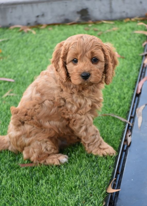 Cavoodle Puppies for Sale | Banksia Park Puppies