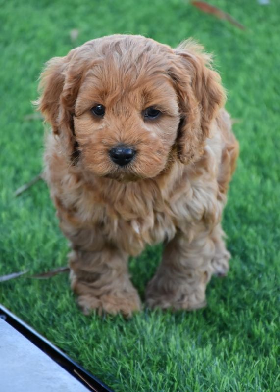 Cavoodle Puppies for Sale | Banksia Park Puppies