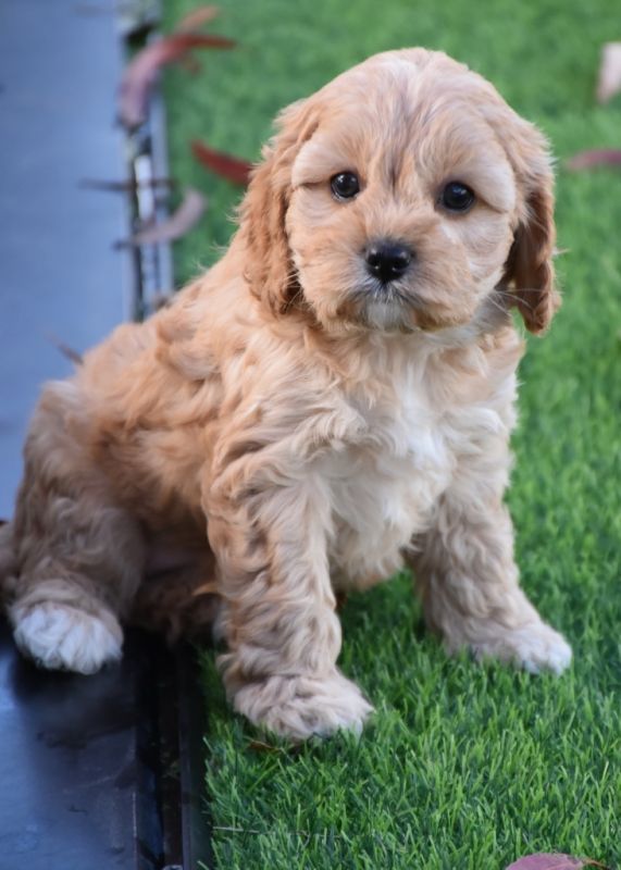 Cavoodle Puppies for Sale | Banksia Park Puppies