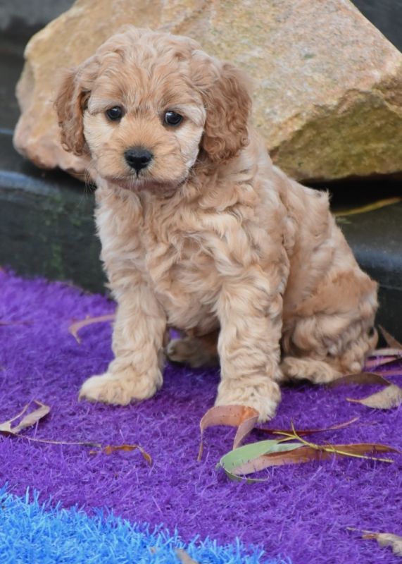 Cavoodle Puppies for Sale | Banksia Park Puppies