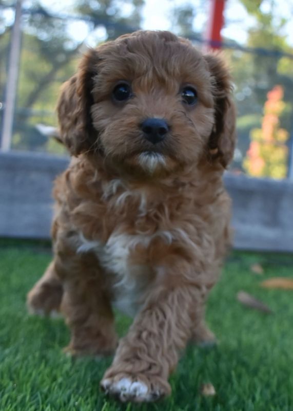 Cavoodle Puppies for Sale | Banksia Park Puppies