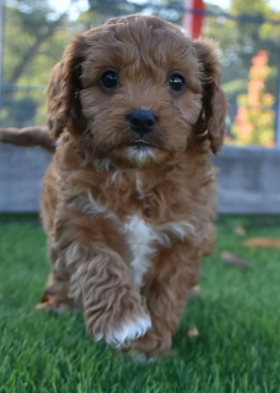 Cavoodle Puppies for Sale | Banksia Park Puppies