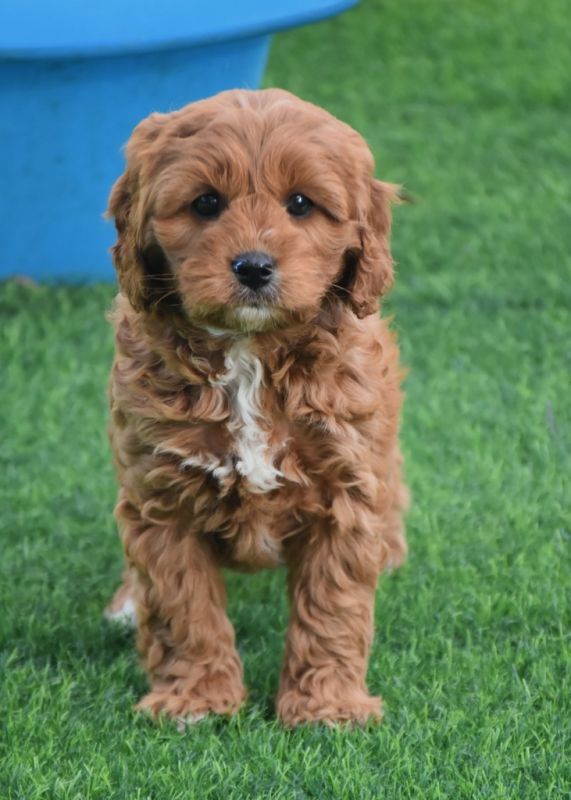 Cavoodle Puppies for Sale | Banksia Park Puppies