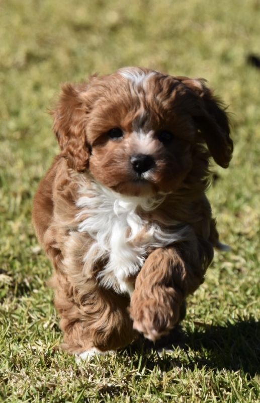 Cavoodle Puppies for Sale | Banksia Park Puppies