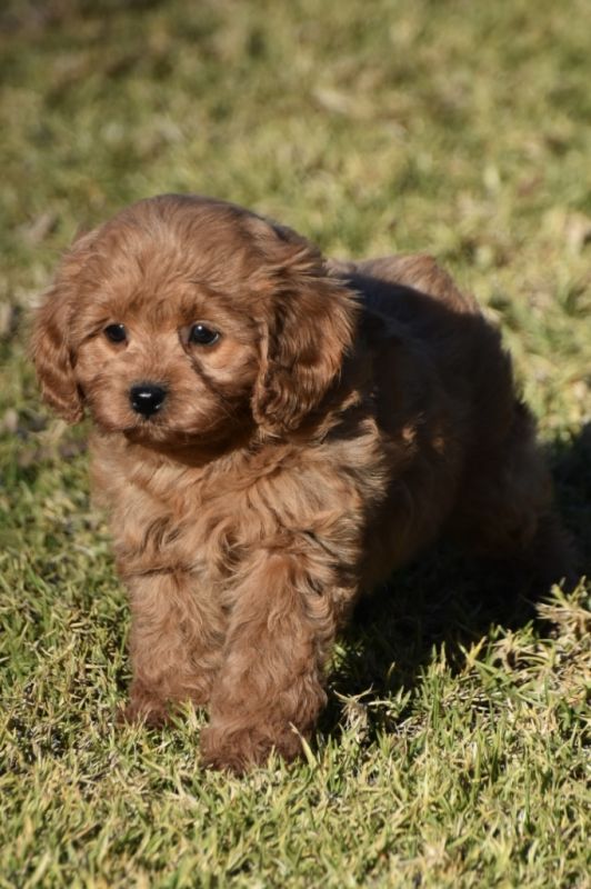 Cavoodle Puppies for Sale | Banksia Park Puppies