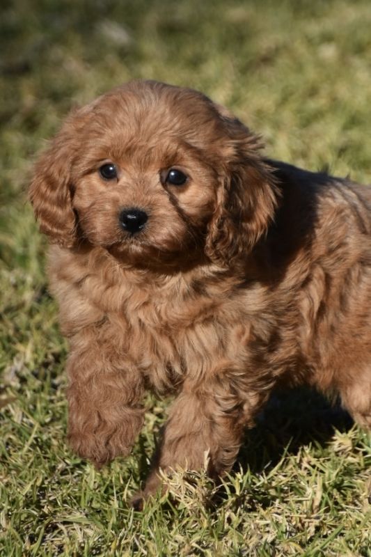 Cavoodle Puppies for Sale | Banksia Park Puppies