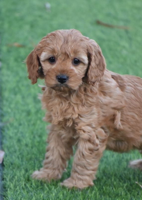 Cavoodle Puppies for Sale | Banksia Park Puppies